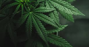 Aug 23, 2021 · day low 12.80 day high 13.42 52 wk low 4.41 52 wk high 67.00 avg. Young People S Memory Improves After Stopping Marijuana Use Science News For Students