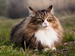 We offer norwegian forest kittens for sale. Norwegian Forest Cat Your Complete Breed Guide Thegoodypet