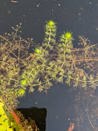 Image result for Aldrovanda