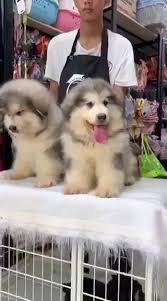 The alaskan malamute is built for strength and endurance. 2 Giant Alaskan Malamutes Alfa Romeo Kennel