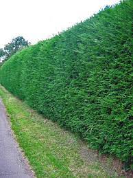 Most ferns that have more foliage make good fence plants. How To Grow A Thick Hedge Fast Dengarden