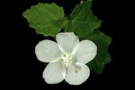 Image result for Pavonia leptocalyx