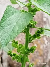 Image result for Acalypha lanceolata