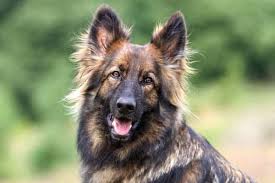 Long haired black german shepherd. Sable German Shepherd Does The Color Affects Its Behavior And Health Anything German Shepherd