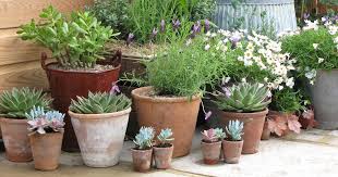 So wird die auswahl erheblich größer, denn viele normale pflanzen können in kästen und kübeln wachsen Gartentipps Fur Terrasse Und Balkon Im Oktober Mein Schoner Garten