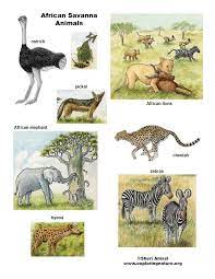 Improve your knowledge on the african savanna and learn more with dk find out. African Veldt And Savanna