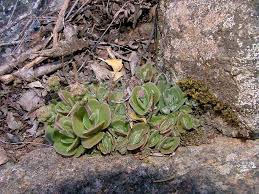 Image result for Stemodiopsis rivae