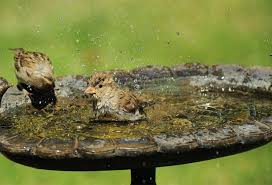 Si certains modèles d'abreuvoir oiseaux, réalisés en pierre ou en bois, sont des classiques ainsi, dans un jardin verdoyant où se décline un style très classique, on appréciera l'élégante robustesse d'un abreuvoir en fonte, sur lequel sera montée une. Un Abreuvoir A Oiseaux Gamm Vert