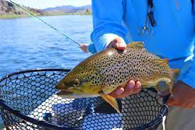 Best Fishing Line For Trout In All Situations Fishing Duo