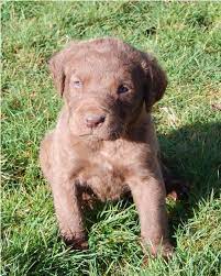 Akc Chesapeake Bay Retriever Puppies For Sale Chesapeake Bay Retriever Puppy Chesapeake Bay Retriever Retriever Puppy