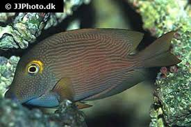 Image result for Oxyanthus strigosus