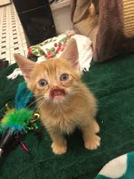 The cat became emaciated after she had not eaten for over two weeks. Emaciated Kitten Found Outside By Dumpster To Undergo Reconstructive Surgery To Save Face Jamaica Plain News