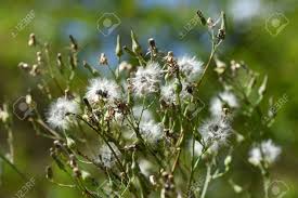 Image result for Lactuca indica