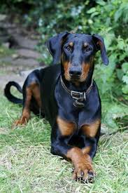 Black And Tan Doberman Puppies Image Result For Dobermans Uncropped And No Bob Doberman Dogs Doberman Pinscher Doberman Puppy