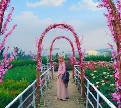 Taman bunga nasional is one of the most beautiful garden in indonesia and it must include into your list destination when you are going to bogor. Pesona Taman Bunga Sinta Wisata Di Pabuaran Bantennews Co Id Berita Banten Hari Ini