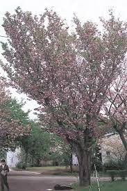 We did not find results for: Raikoji Kiku Zakura A Fastigiate Chrysanthemum Cherry With A Download Scientific Diagram