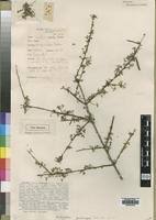 Image result for Indigofera lupatana