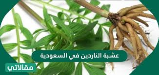 همان طور که می دانید انواع مختلفی ورق با جنس های متفاوت در بازار موجود است بنابراین برای محاسبه وزن این. Ù…Ø³ÙŠØ± Ø±ÙˆØ§ØªØ¨ Ø®Ø§Ø¯Ù…Ø© ÙˆÙˆØ±Ø¯ Ù…Ù‚Ø§Ù„Ø§ØªÙŠ
