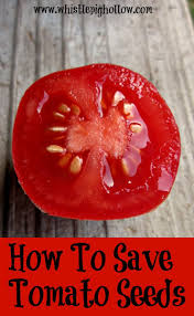 Pin By The Prairie Homestead On Seeds Saving Tomato Seeds Tomato Seeds Growing Tomatoes From Seed