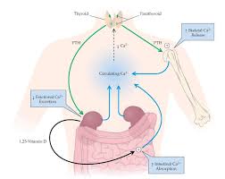 Image result for Hypercalcemia
