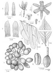 Image result for Monoon