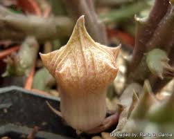 Image result for Huernia occulta