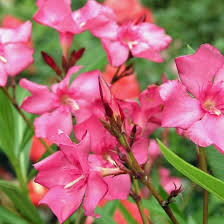 Oleander Mediterraner Blutenstar Kubelpflanzen Pflanzen Immergrune Straucher