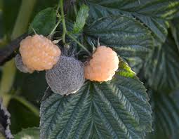 Root rot in cannabis can be caused by a number of factors and is never a good thing. Raspberry Rubus Spp Fruit Rot And Cane Botrytis Pacific Northwest Pest Management Handbooks