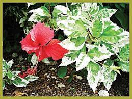 Hibiscus Care And Maintenance The Guardian Nigeria News Nigeria And World News Saturday Magazine The Guardian Nigeria News Nigeria And World News