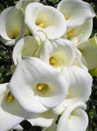 Calla Lily Calla Lily Flowers Calla Lily Expensive Flowers