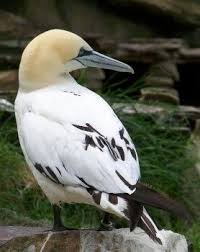 Bird With Large Beak Nothern Gannet Sea Birds Gannet Bird Bird