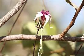 Image result for Strophanthus kombe