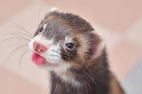 21 Facts That Prove Ferrets Are The Most Underrated Pet In The Universe | Cute  ferrets, Cute animals, Ferret