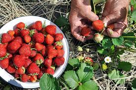 An der kasse die vollen gefäße wiegen lassen und bezahlen. Erdbeeren Richtig Pflucken Lagern Haltbar Machen Plantura