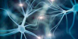 Disfunción de la neurona motora inferior versus la miopatía*. Esclerosis Lateral Amiotrofica Ela Tres Letras Que Esconden Una Enfermedad Sin Cura