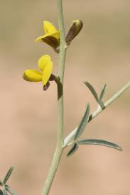 Image result for Argyrolobium fischeri