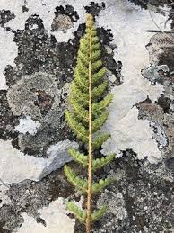 Image result for Cheilanthes hirta