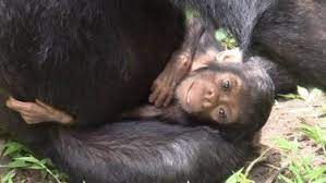 Chimpanzee Mother Caring For Down Syndrome Infant In The Wild Can Teach Us About Human Behaviour