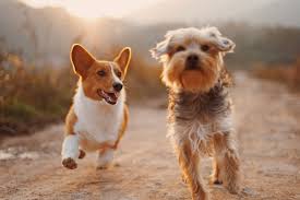Helen has a lovely professional caring manner about her, and took her time with one of my dogs who can be worried by new people allowing him to. Pawsitive Pet Care Home Facebook