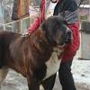 Indeed, engravings and drawings dating back to assyrian times shows dogs similar to today's central asian shepherd with their ears and tails cut. 1
