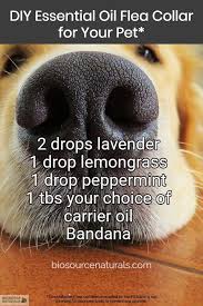 Diy Essential Oil Flea Collar For Your Pet Essential Oils For Fleas Essential Oils Dogs Diy Essential Oils
