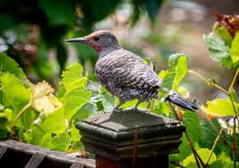Flicker synonyms, flicker pronunciation, flicker translation, english dictionary definition of flicker. How Do I Deter A Flicker Pecking At House Eaves Ask An Expert Oregonlive Com
