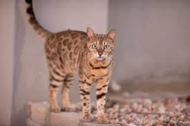 The breed name comes from the leopard cat's taxonomic name. Differences Between Bengal Cats And Savannah Cats