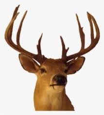 Star vector icon isolated on transparent background, star logo d. Buck Png Images Free Transparent Buck Download Kindpng