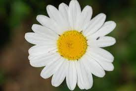 Making And Using Flower Essences In Herbal Practice Flower Essences Herbalism Herbal Healing