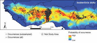 Image result for Isoberlinia doka