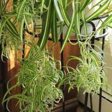 It looks similar to a bunch of flowers. Curly Spider Plant Chlorophytum Comosum Bonnie In The Chlorophytums Database Garden Org