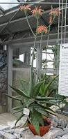 Image result for Aloe komatiensis