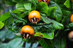 The fruit of this tree is also called the medlar. Medlar Fruit Tree Free Photo On Pixabay
