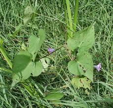 Image result for Ipomoea turbinata